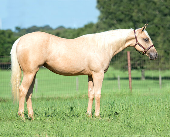 SJR Diamond Karena - CD Diamond x Whizs Katrina - 2015 Palomino Filly